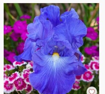 Iris bulbs