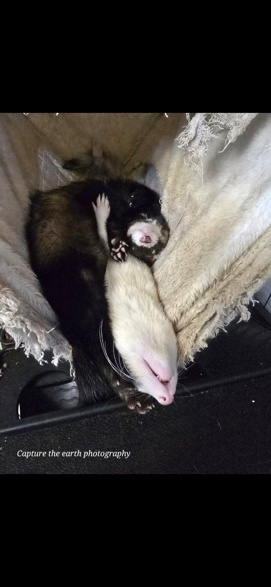 2 ferrets with cage and accessories