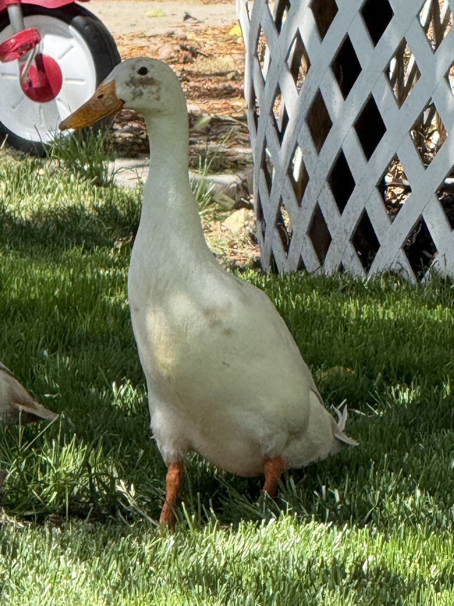 Two runner duck drakes