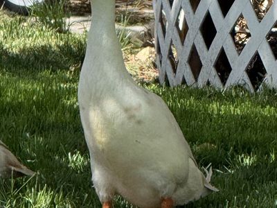 Two runner duck drakes