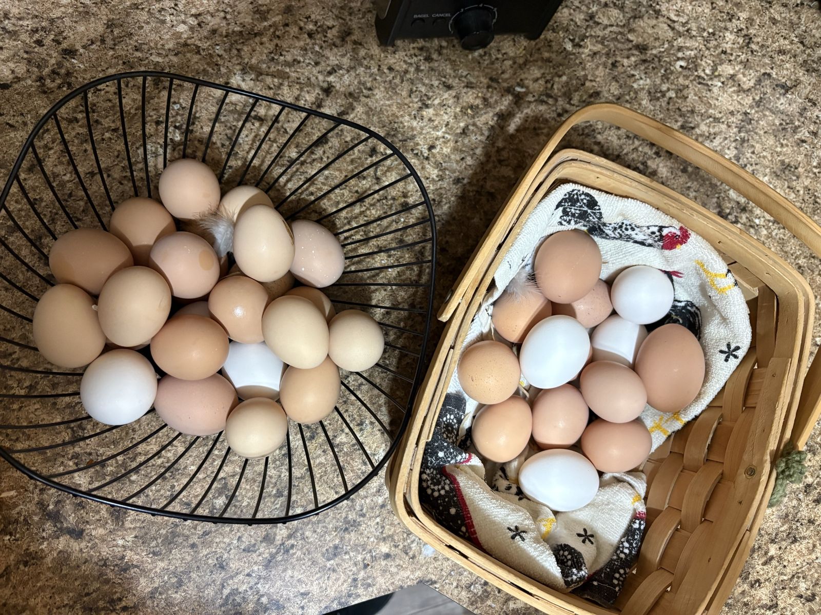 Fresh Farm Eggs - Assorted Colors