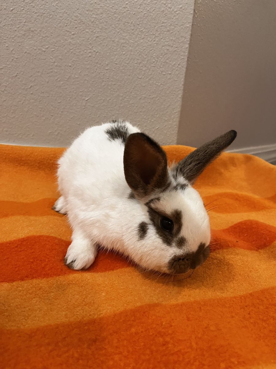 English spot and albino bunnies