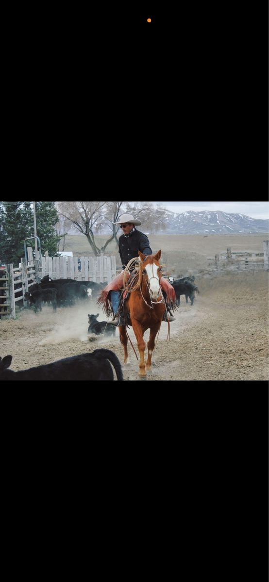 Solid ranch/team roping gelding