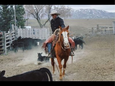 Solid ranch/team roping gelding