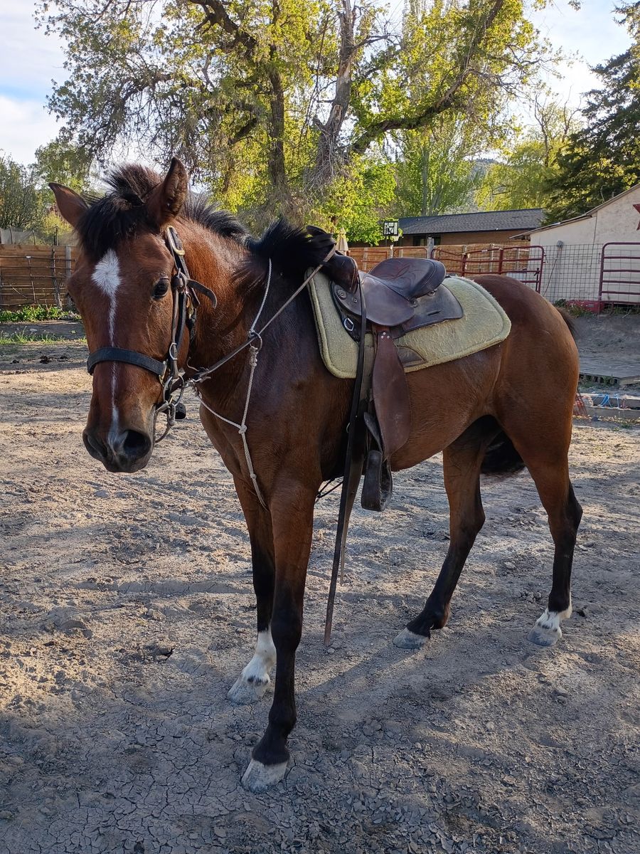 Mare for sale