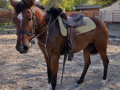 Mare for sale