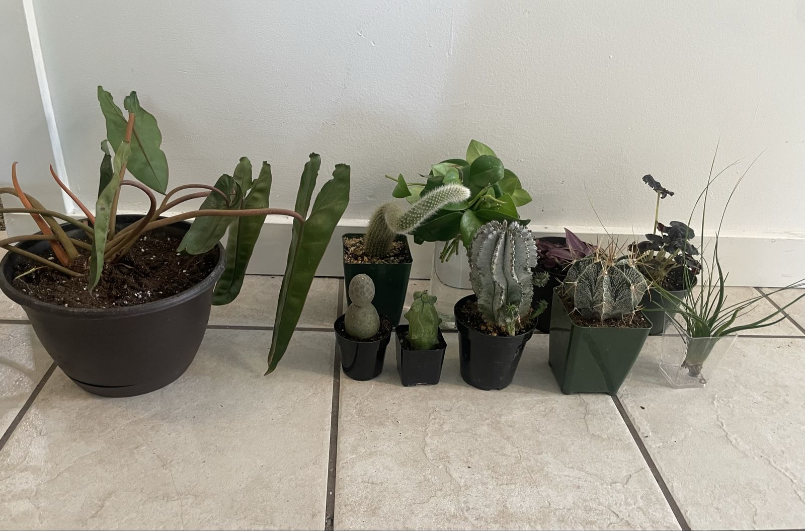 Assorted Live Plants & Cacti