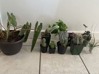 Assorted Live Plants & Cacti