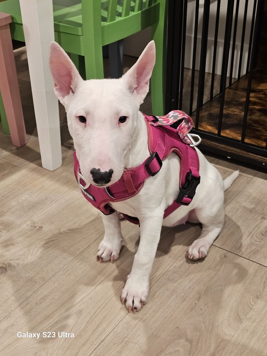 Looking male English bull terrier for stud