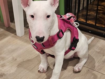 Looking male English bull terrier for stud