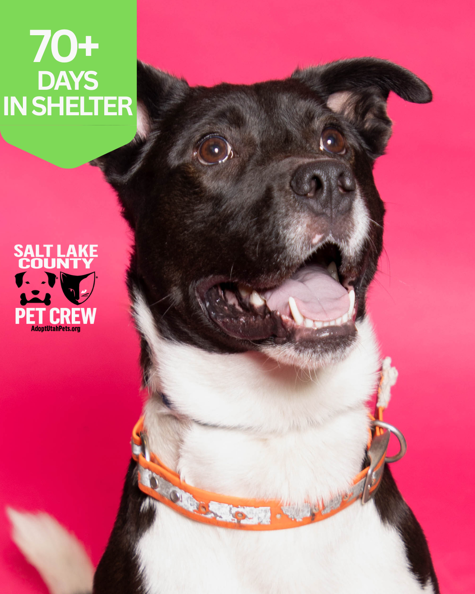 A160617, Bentley is Available for Adoption