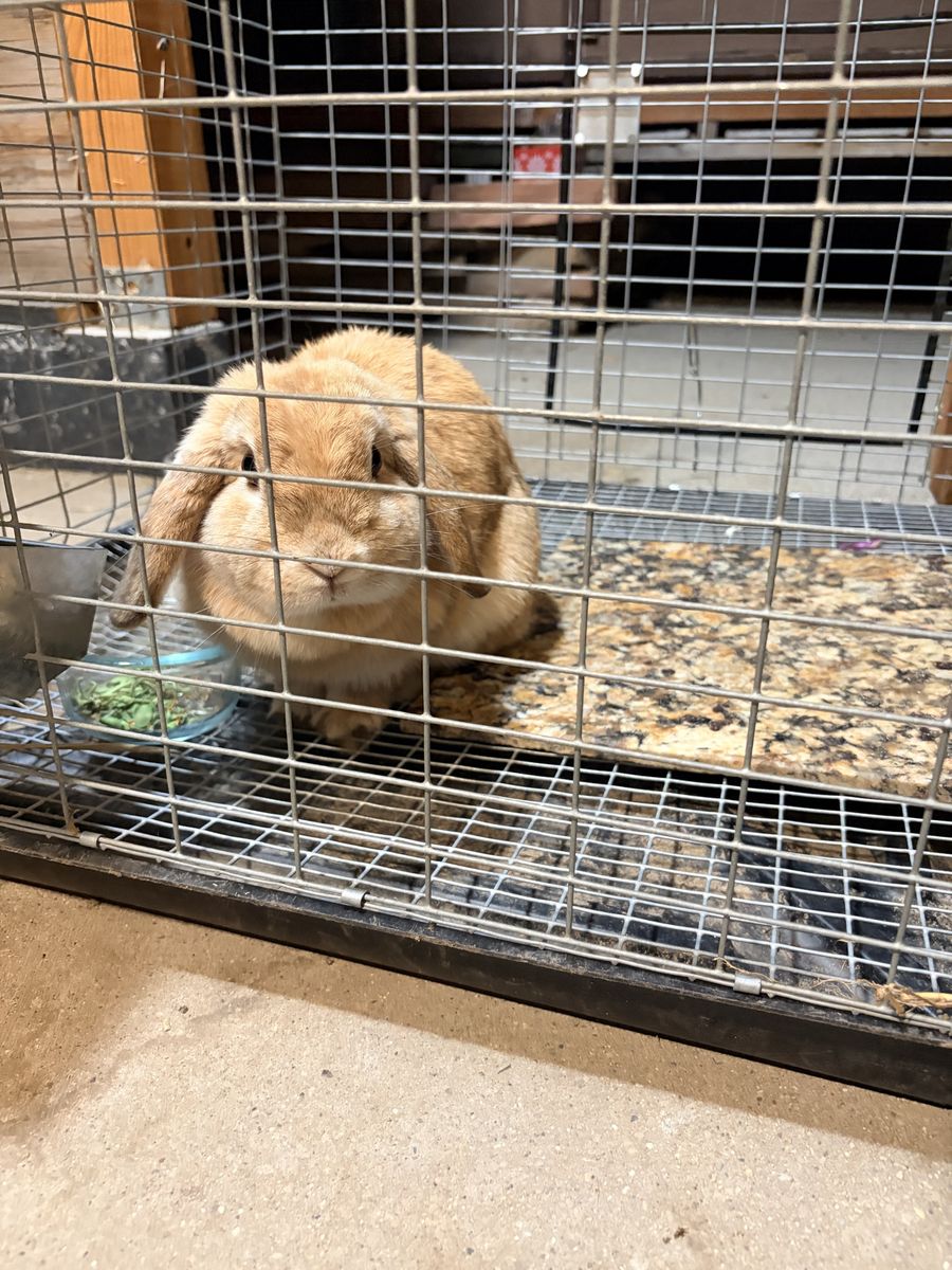 Holland Lop Rabbit - Free to a Good Home