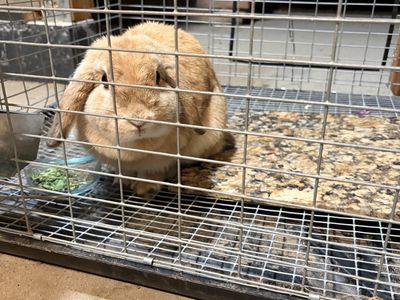 Holland Lop Rabbit - Free to a Good Home