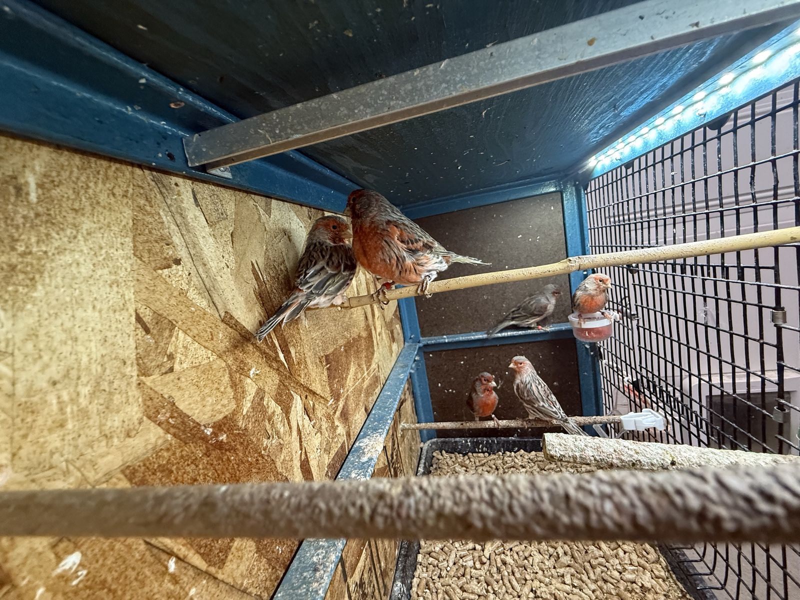 Canary/Canaries Birds For Sale
