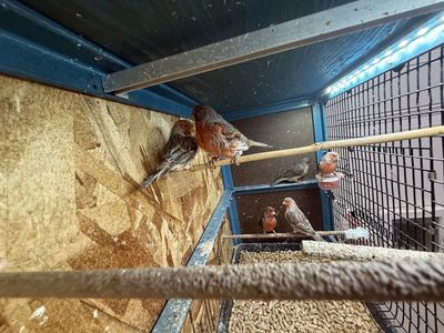 Canary/Canaries Birds For Sale