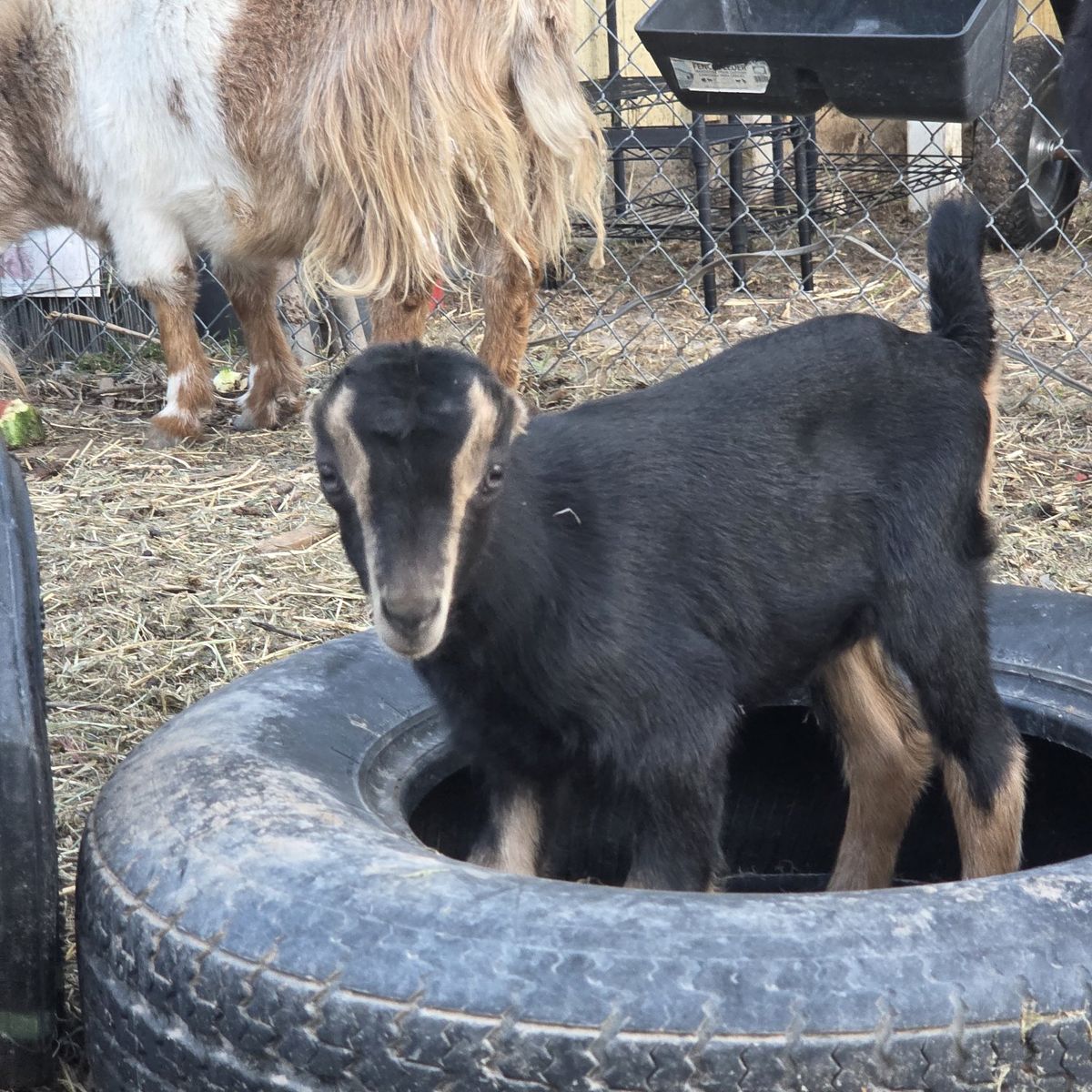 Standard Lamancha Doeling