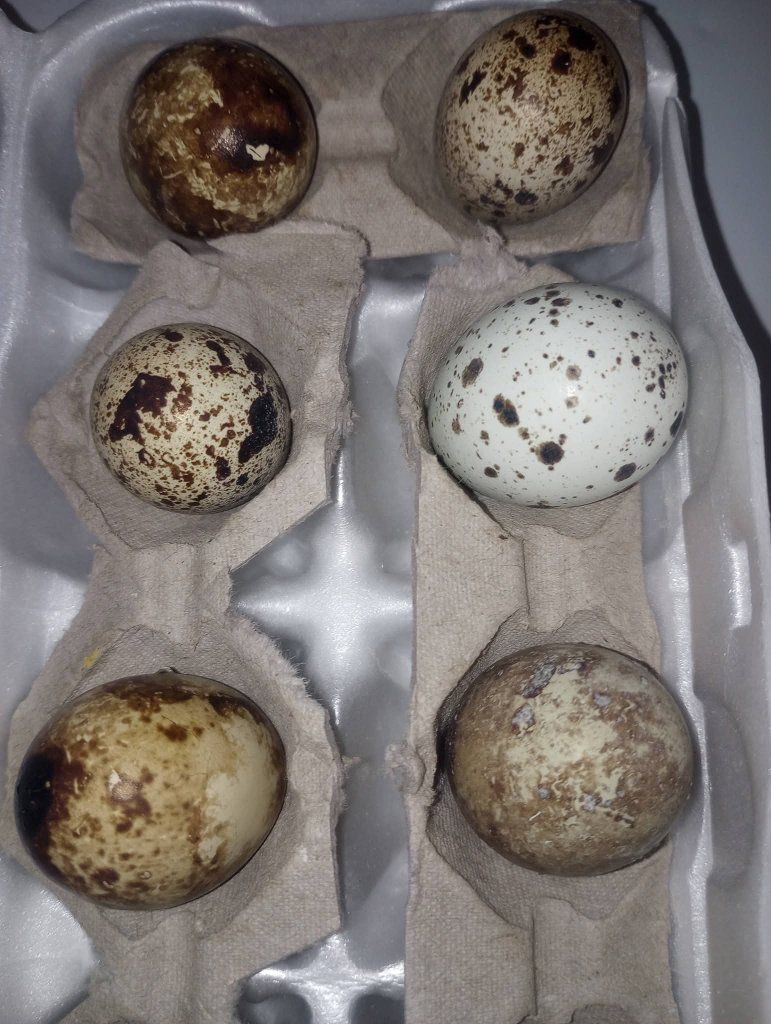 quail and eggs