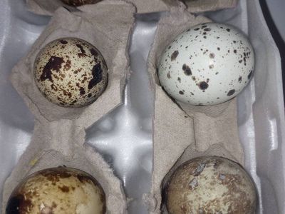 quail and eggs