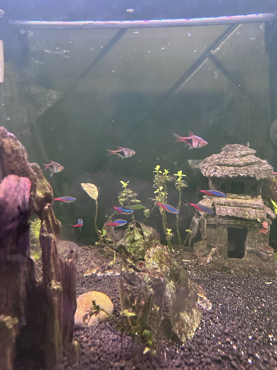Bolivian Rams - Neon Tetras