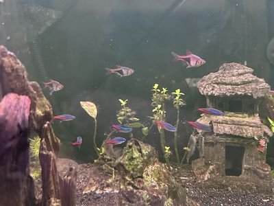 Bolivian Rams - Neon Tetras