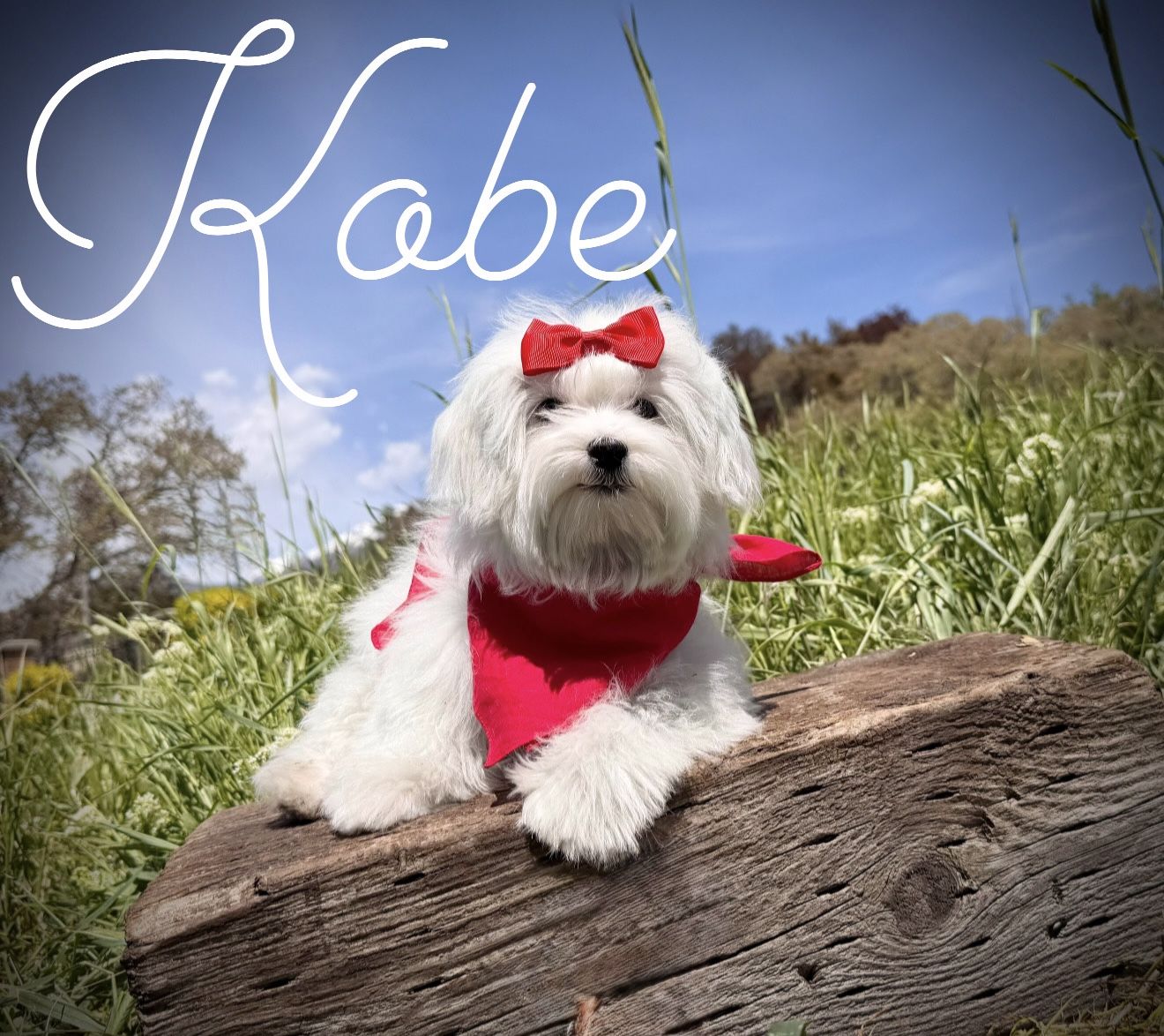 Adorable Maltese puppy - Champion lines