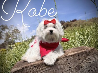 Adorable Maltese puppy - Champion lines
