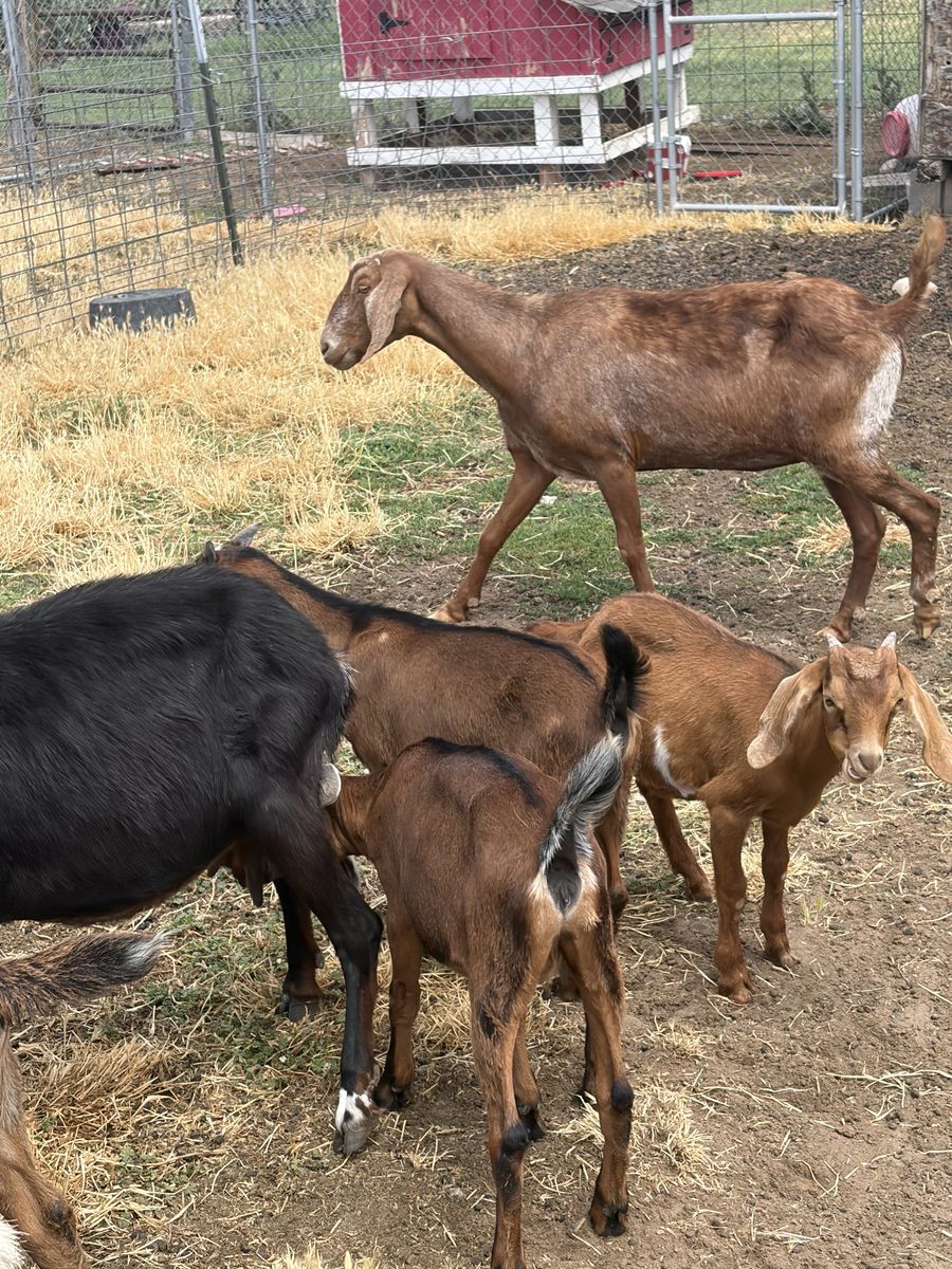 Baby goats