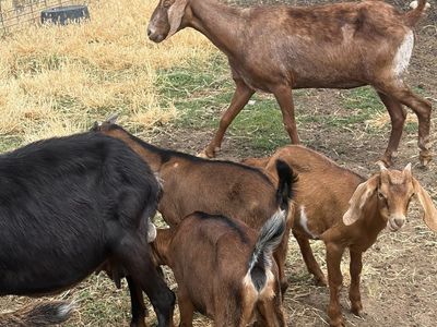 Baby goats