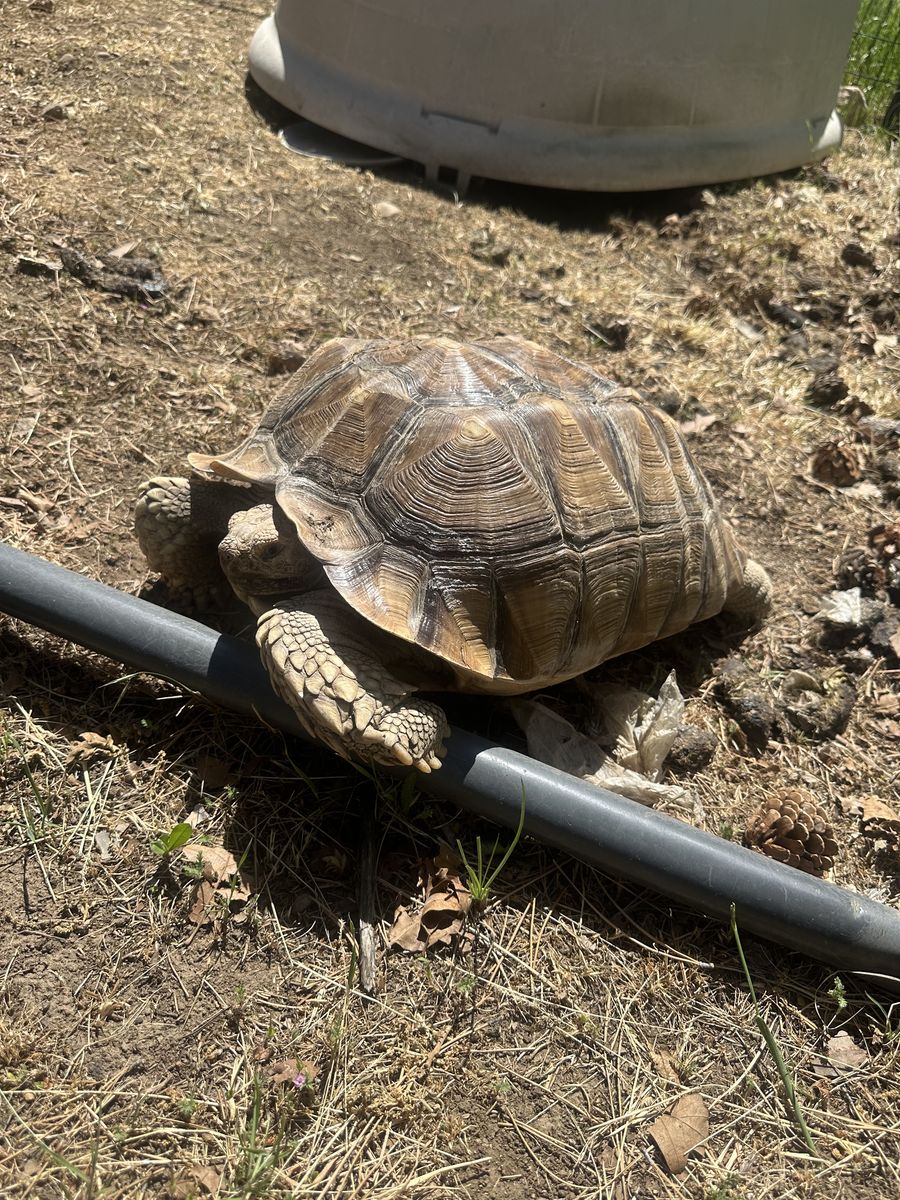 Salcata tortoise