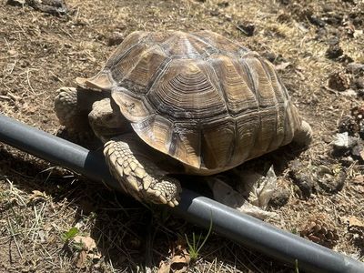 Salcata tortoise
