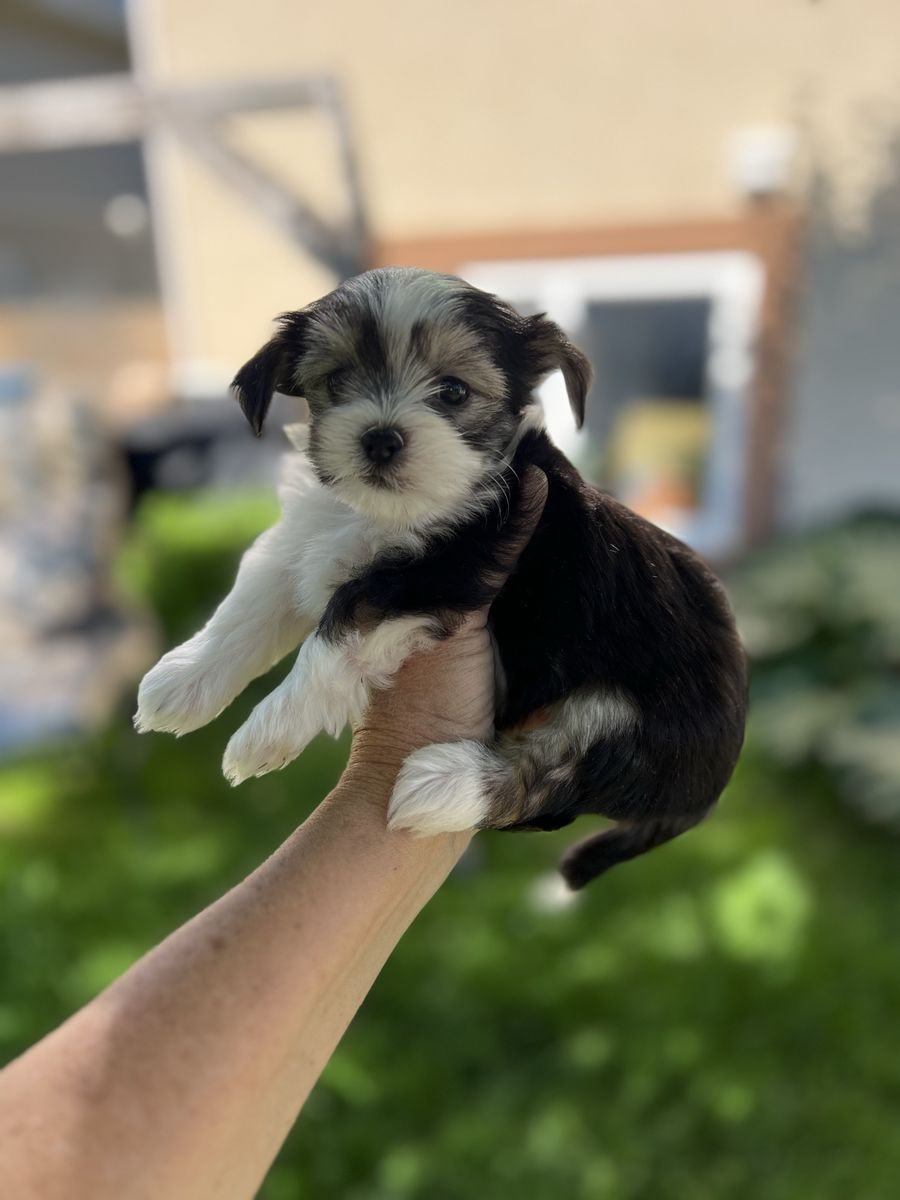 Morkie Maltese Yorkie puppy