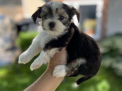 Morkie Maltese Yorkie puppy