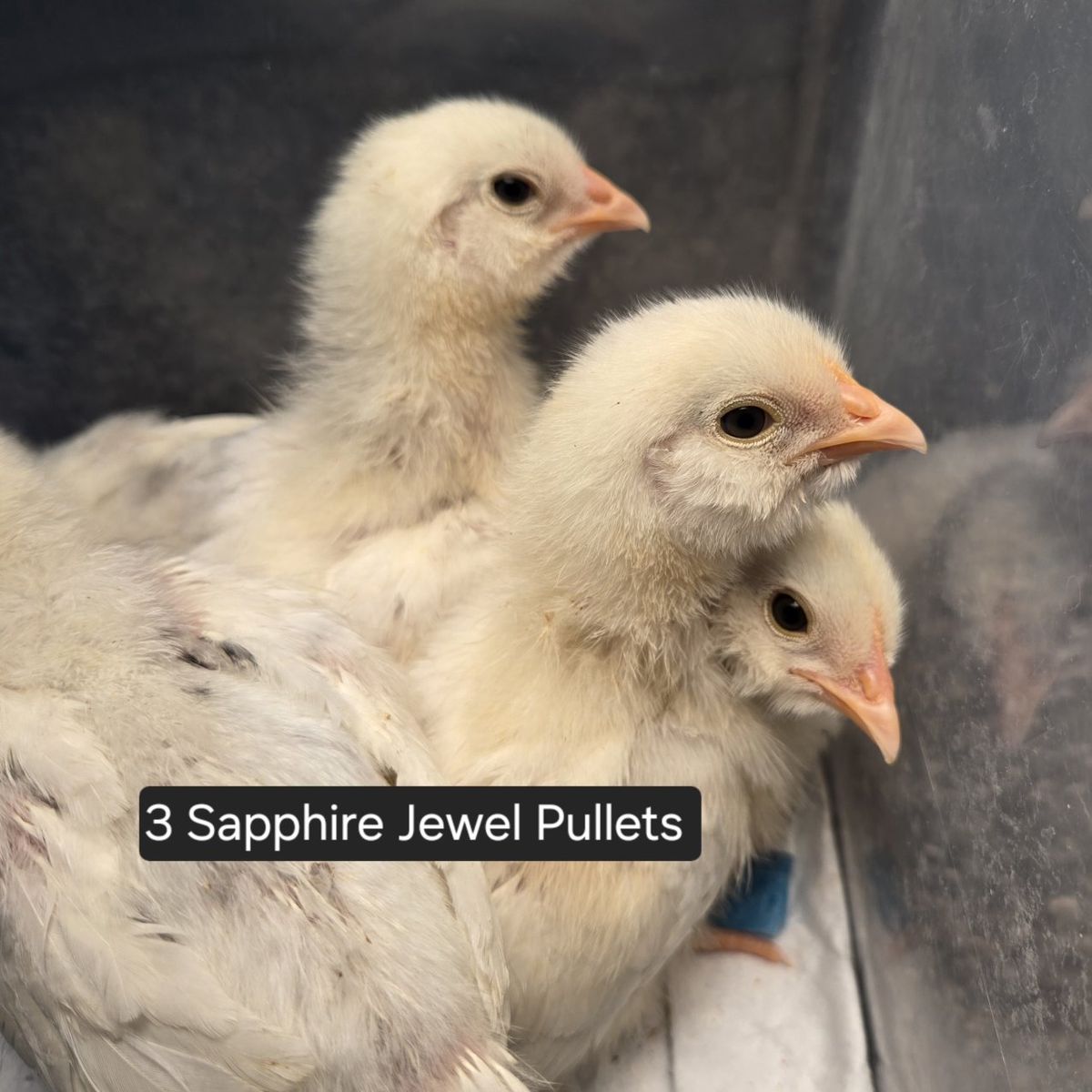 Five 2 wk Pullet Chicks, Sapphires & Zombies