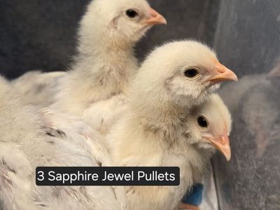 Five 2 wk Pullet Chicks, Sapphires & Zombies