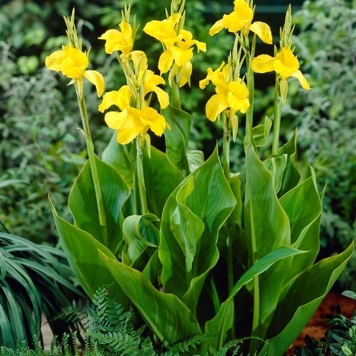 Yellow Canna Lilies