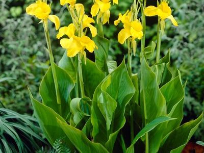 Yellow Canna Lilies