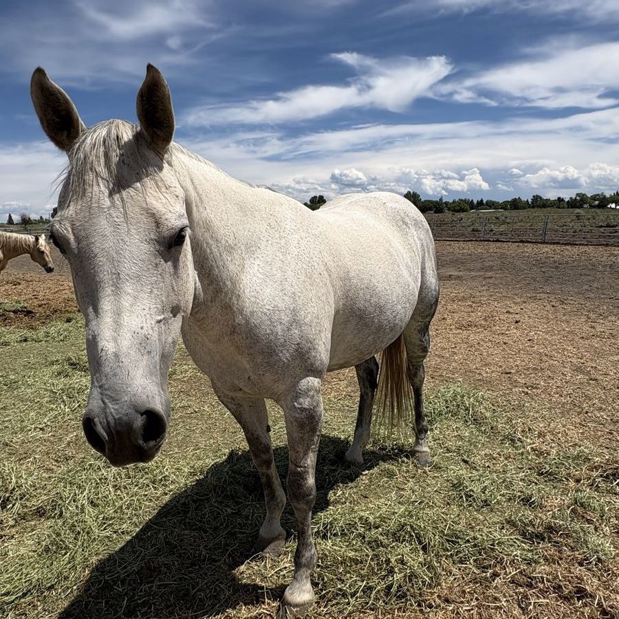 ️10yr Registered Grey Quarter Horse Mare-15 hands,Ranch, 4h, Roping & Trail Ready. This mare is as good as they come!!!