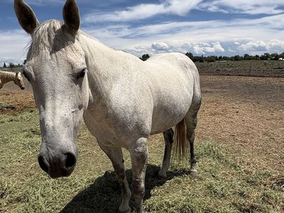 ️10yr Registered Grey Quarter Horse Mare-15 hands,Ranch, 4h, Roping & Trail Ready. This mare is as good as they come!!!