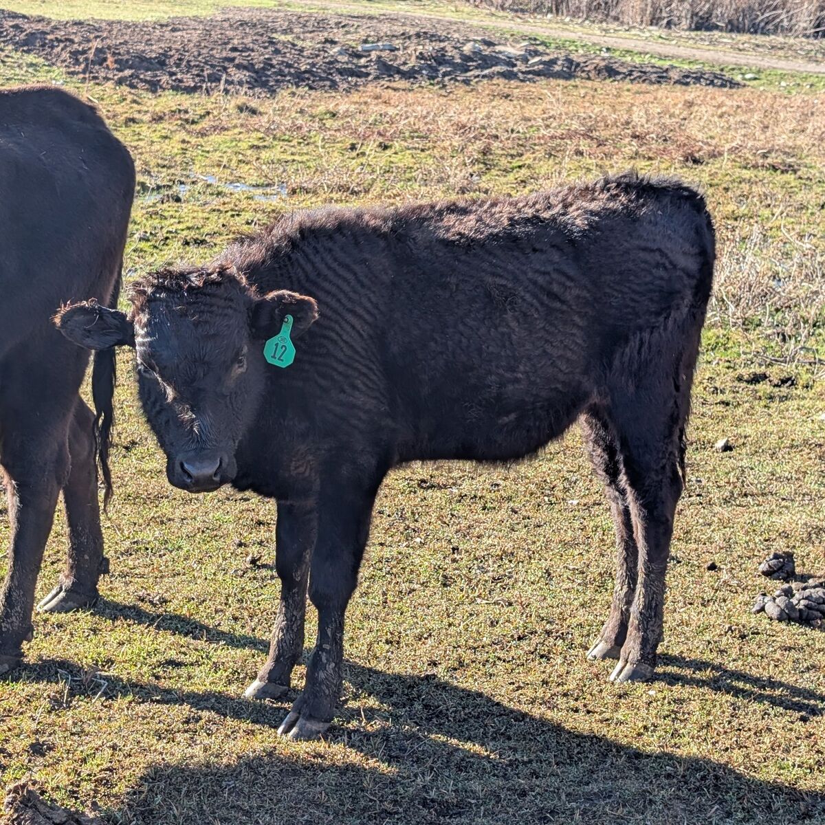 wagyu steer 10 months old