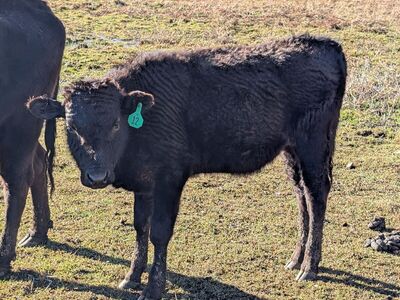 wagyu steer 10 months old