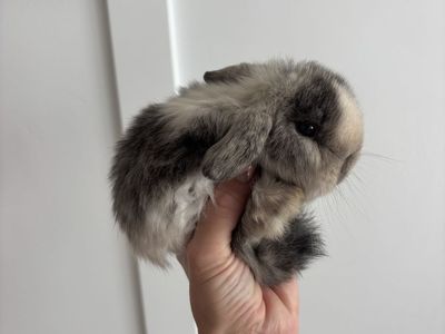 Holland Lop Buck