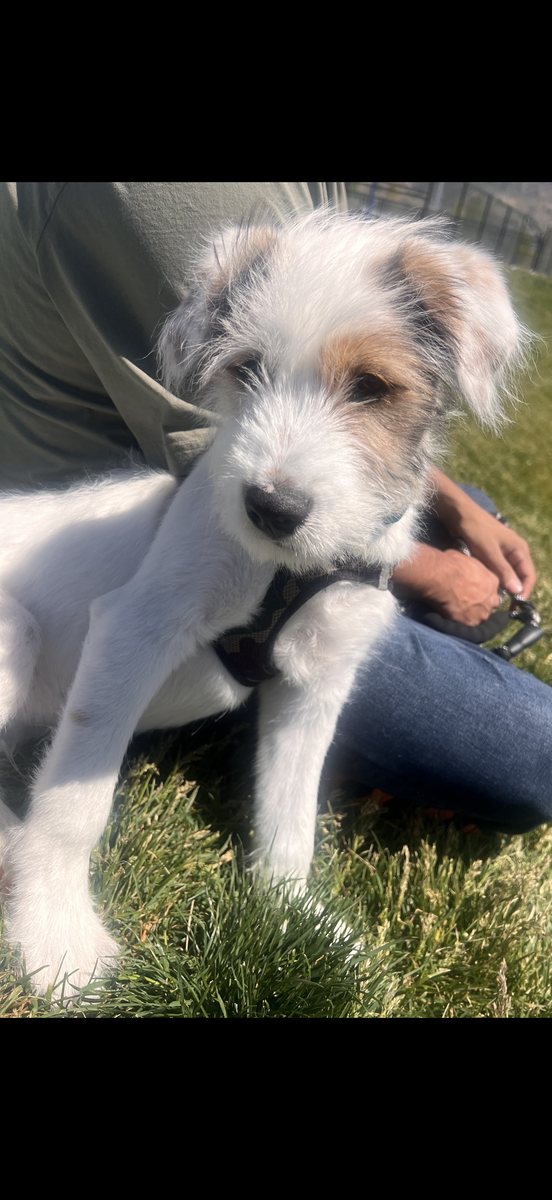 Mini Aussie Puppy male 4 months old potty and crate train