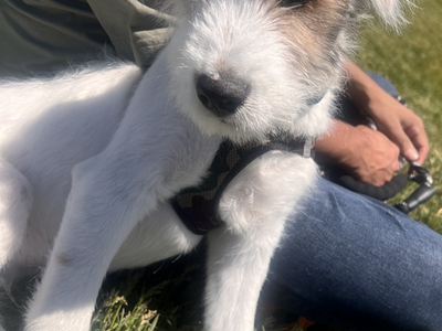 Mini Aussie Puppy male 4 months old potty and crate train