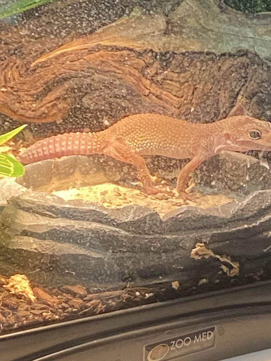 Gekko