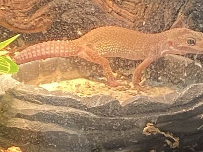 Gekko