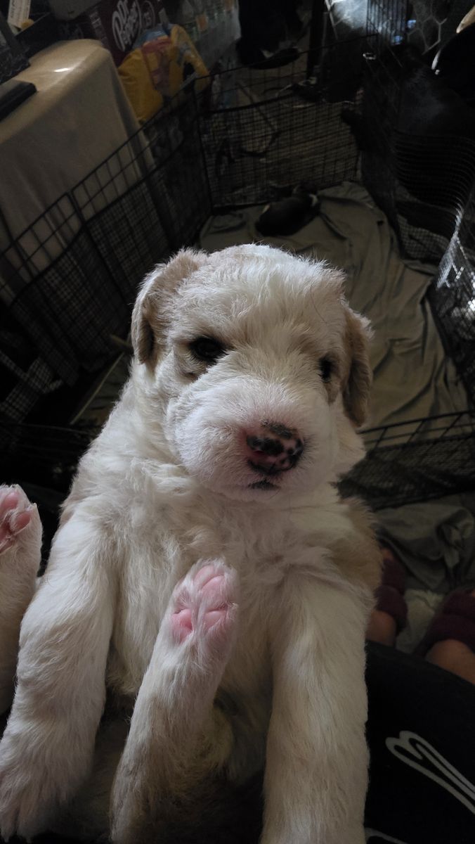 Huskydoodle puppies