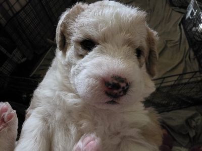 Huskydoodle puppies