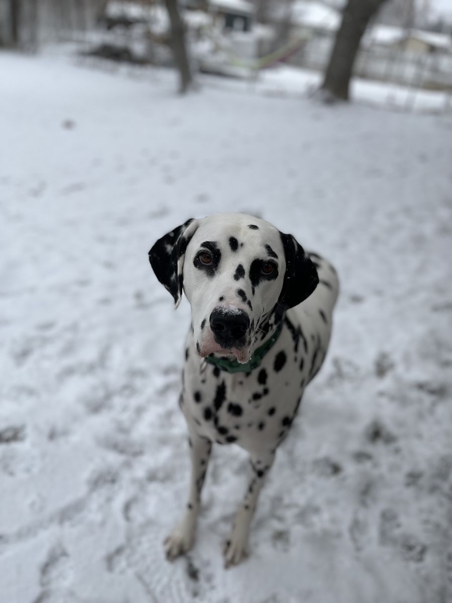 Dalmatian in need of new home