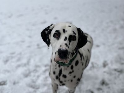 Dalmatian in need of new home