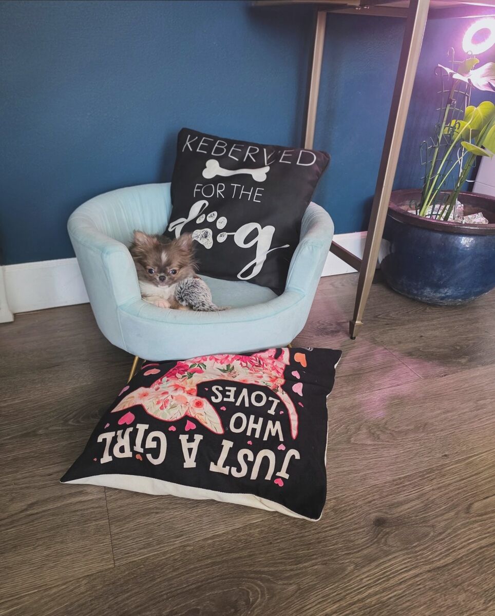 long coat Chihuahua puppies